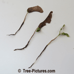 3 Maple Trees