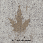 Maple Leaf Impression in the Concrete Sidewalk