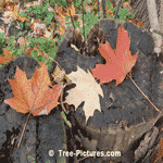 Autumn Maple Leaves
