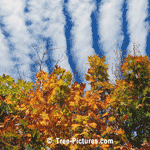 Oak: Oak Tree Leaf, White Oak Leaf Picture, Image, Photo
