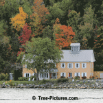 Red Maple: Picture of Autumn Maple Trees
