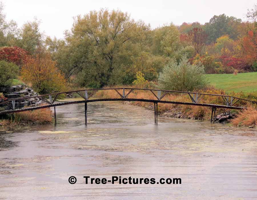 Maples: Scenic Photo of Maple Trees Showing Their Fall Colors | Maple Trees at Tree-Pictures.com