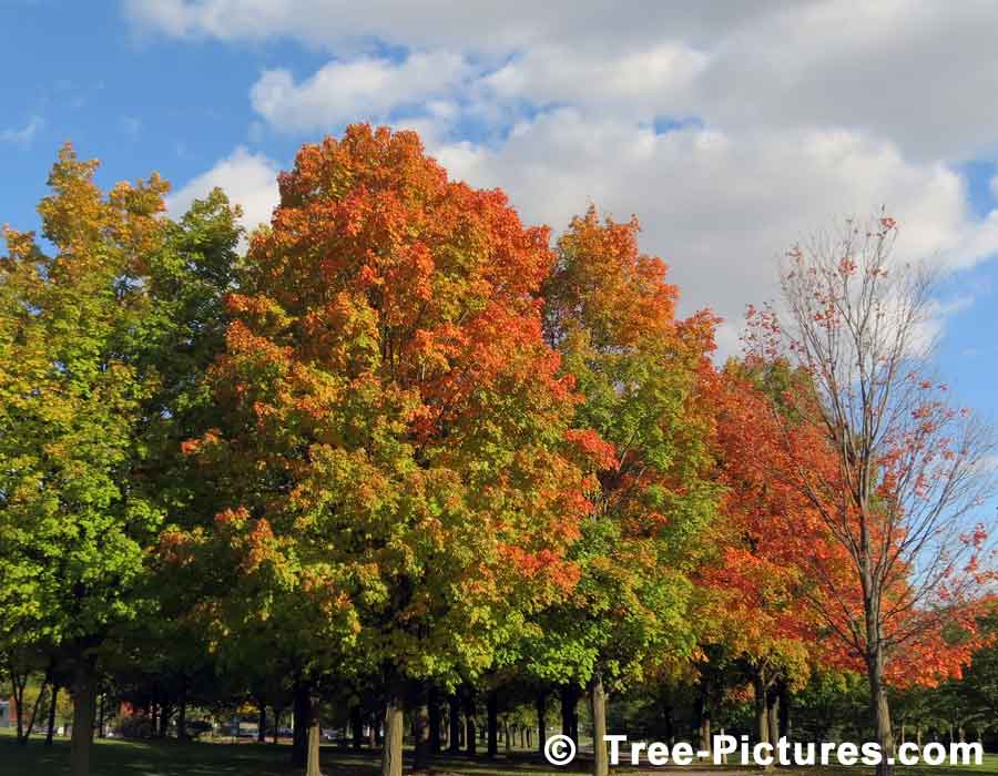 Maple Trees, Pair of Small Maple Trees in a Field Photo, Sugar Maple variety produces Maple Syrup | Maple Trees at Tree-Pictures.com