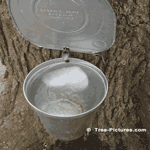 Sugar Maple Tree, Sugar Maple Tree Produces Sap which is Boiled into Syrup
