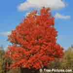 tree picture