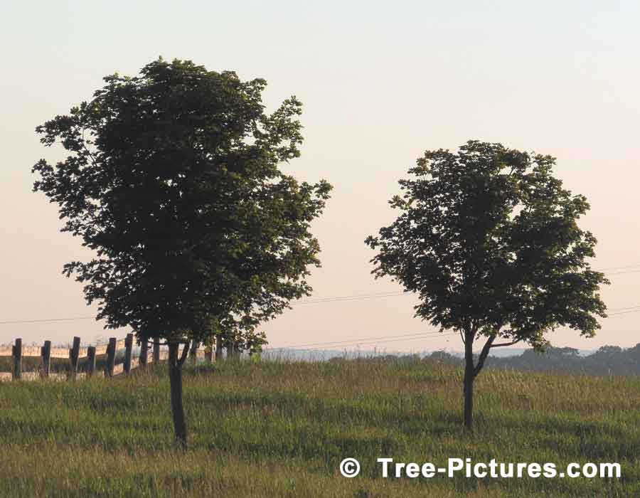 Maple Trees, Pair of Small Maple Trees in a Field Photo, Sugar Maple variety produces Maple Syrup | Maple Trees at Tree-Pictures.com