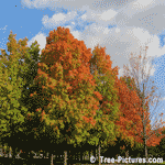 Sugar Maple Trees, Mature Maple Tree, 10-12 metres high(35'-40') planted about 25-30 years ago, Toronto, Ontario, Canada | Maple Trees at Tree-Pictures.com