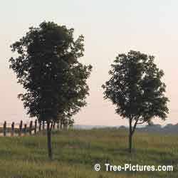 Maple Trees, Green Leafed Maple Tree Photo, In Spring. Sugar Maple variety produces Maple Syrup | Maple Trees @ Tree-Pictures.com