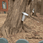 Maple Syrup, Tapping of Maple Trees To Collect Sap Which Is Boiled To Make Maple Syrup