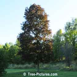 Maples, Crimson King Norway Maple Tree Type | Tree:Maple+Norway+CrimsonKing @ Tree-Pictures.com