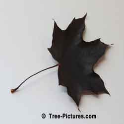Norway Maple Leaf, Crimson King Norway Maple Tree Leaf | Tree:Maple+Norway+CrimsonKing+Leaf @ Tree-Pictures.com