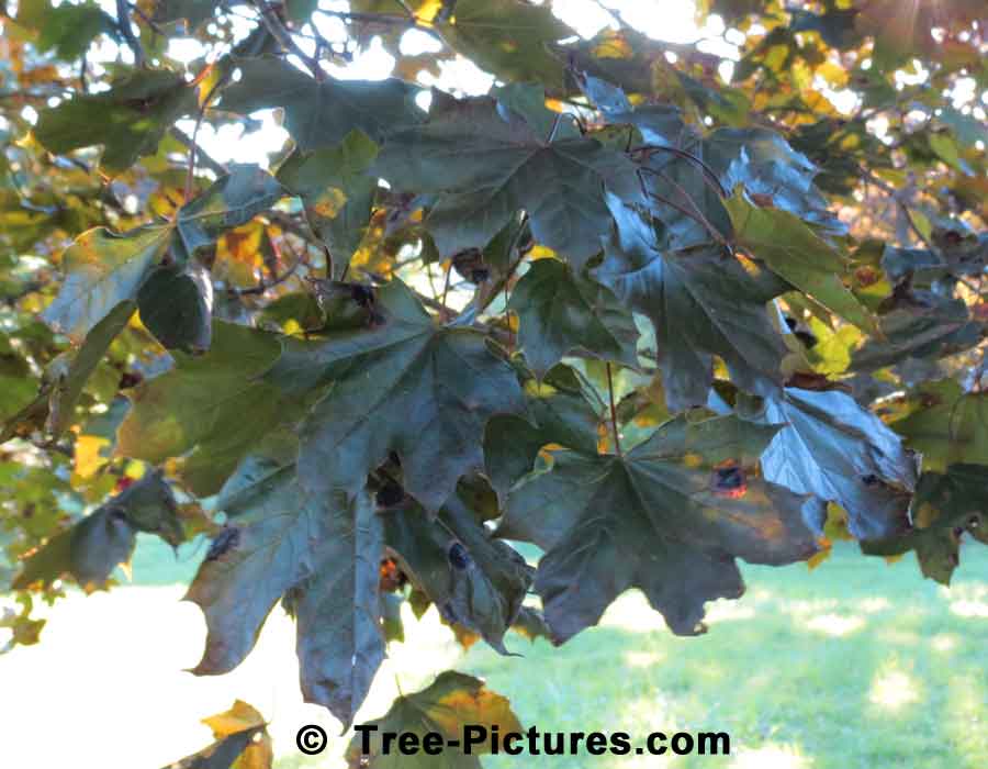 Norway Maple Leaf, Crimson King Norway Maple Tree Leaf | Maple Trees at Tree-Pictures.com