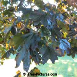 Norway Maple Leaf, Crimson King Norway Maple Tree Leaf | Tree:Maple+Norway+CrimsonKing+Leaf @ Tree-Pictures.com