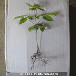aple Tree Sapling: Photos of a Garden Norway Maple