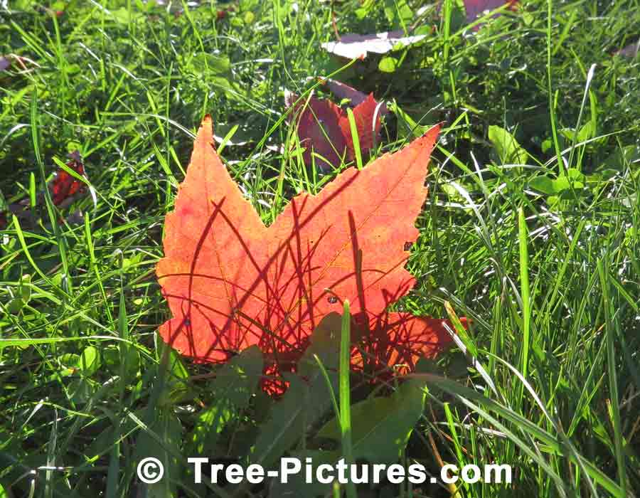 Red Maples: Unique Image of a Red Maple Leaf | Maple Trees at Tree-Pictures.com