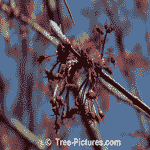 Maples: New Maple Tree Leaf