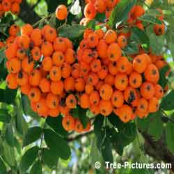 Mountain Ash, Orange Berries on Mountain Ash Tree