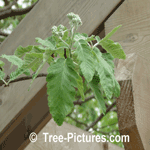 Ash Tree Picture