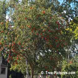 Mountain Ash, Orange Berry Mountain Ash Tree