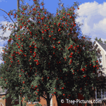 Mountain Ash Variety
