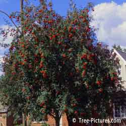 Mountain Ash, Picture of Red Berries on Mountain Ash Tree