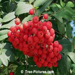 Mountain Ash Trees, Autumn Red Berries on an Mountain Ash Tree