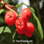 American Mountain Ash Red Berry Fruit Image | Tree:MountainAsh+American+Berry at Tree-Pictures.com
