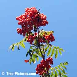Mountain Ash Trees, Autumn Red Berries on an Mountain Ash Tree