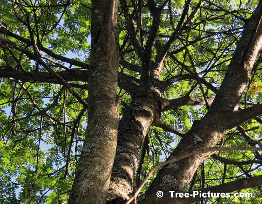 Mountain Ash Tree Photo, Branches, Trunks and Leaves of the Mountain Ash Tree