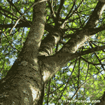 mountain ash tree picture