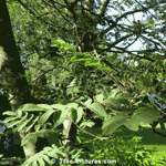 mountain ash tree picture