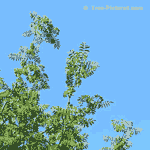 Mountain Ash Tree, Picture of Mountain Ash Tree Leaves