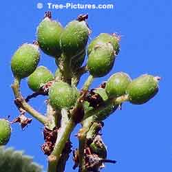 Mountain Ash Trees, Summer Green Berries on Mountain Ash Tree