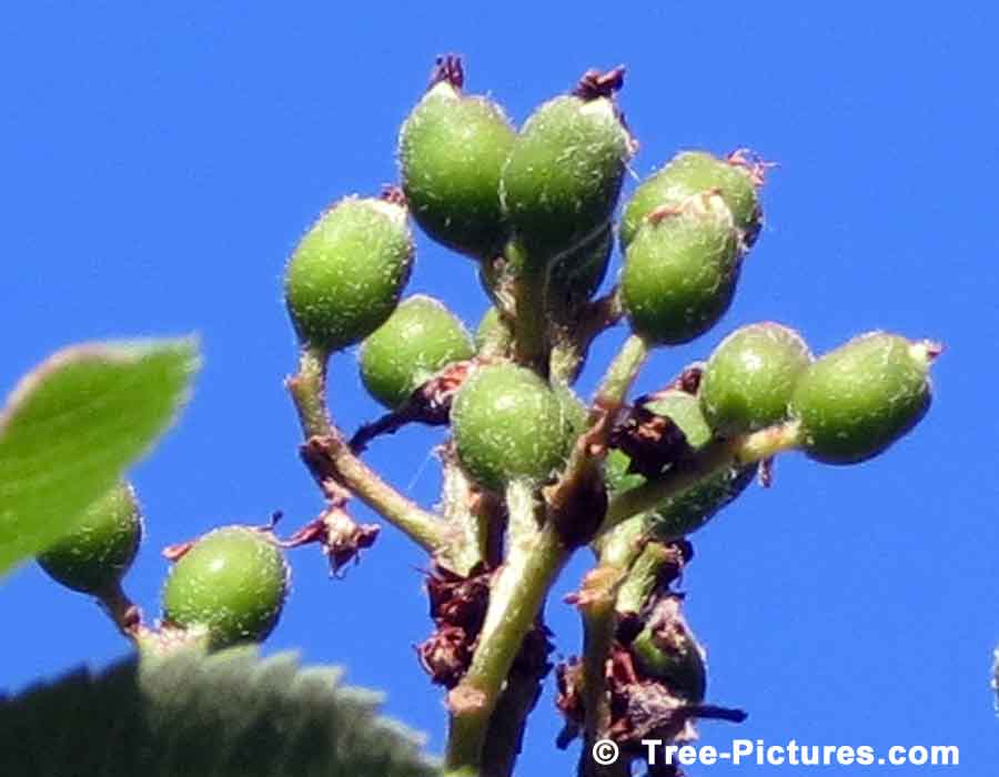 Mountain Ash Trees, Green Mountain Ash Tree Berries on Blue Sky Day