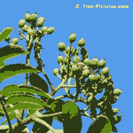 mountain ash tree picture