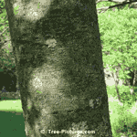 Mountain Ash Tree, Up Close Picture of Mountain Ash Tree Trunk