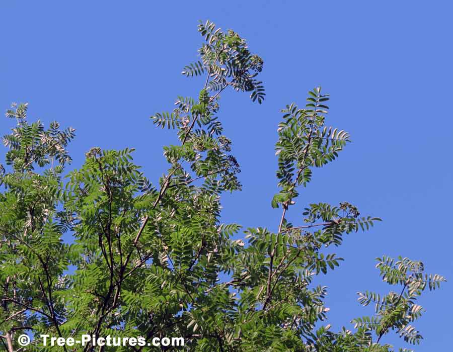 tree picture