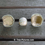 Acorn: Split Green Oak Acorn off the Red Oak Tree Species | Tree:Oak+Red+Acorn at Tree-Pictures.com