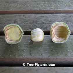 Oak Tree Acorn, Broken Open to Show Fruit of the Oak Tree | Tree:Oak+Leaves at Tree-Pictures.com