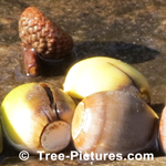 Fallen Oak Tree Acorns from the Red Oak Species | Tree:Oak+Acorn at Tree-Pictures.com