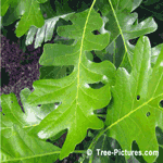 Bur Oak: Leaf of Bur Oak Tree | Tree:Oak+Bur+Leaf at Tree-Pictures.com