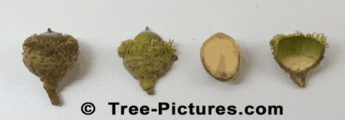 Bur Oak: Bur Oak Tree Acorns in Line Up | Tree:Oak+Bur+Acorns at Tree-Pictures.com