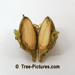 Bur Oak: Acorn Halves of a Bur Oak Tree | Tree:Oak+Bur+Acorn at Tree-Pictures.com