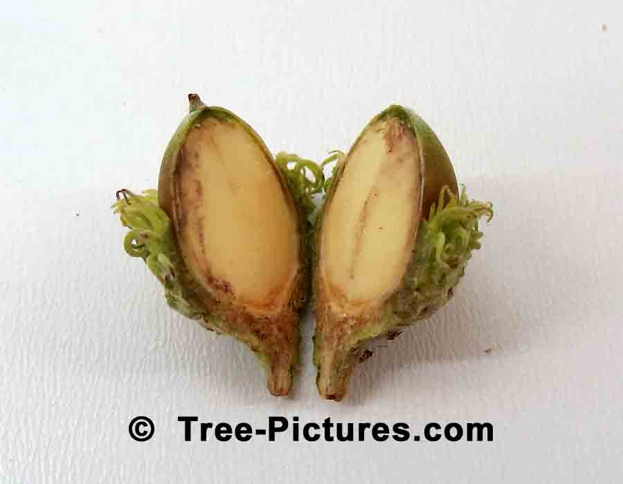 Bur Oak: Acorn of Bur Oak Tree | Trees:Oak:Bur:Acorn at Tree-Pictures.com