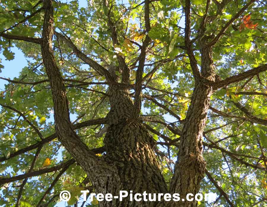 Bur Oak: Bur Oak Tree Bark Photo | Trees:Oak:Bur:Bark at Tree-Pictures.com