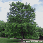 Bur Oak Tree, Mature Bur Oak Tree | Tree:Oak+Bur at Tree-Pictures.com
