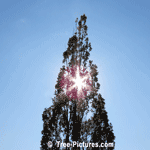 EEnglish Oak: Tall English Oak Tree Photo - 12-15 metre Hign Tree | Tree:Oak+English+Bark at Tree-Pictures.com