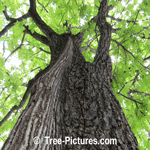 Oak Tree Picture: Close up of English Oak Tree's Bark, Branches, Leaves