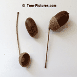 English Oak Acorn: Acorns of English Oak Tree | Tree:Oak+English+Acorns at Tree-Pictures.com