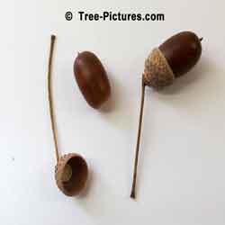 Oak Tree Pictures: English Oak Acorn Pieces, Acorns from an English Oak Tree | Tree:Oak+English+Acorns at Tree-Pictures.com